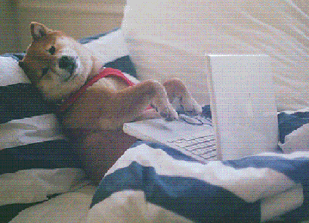 DogTypingGif